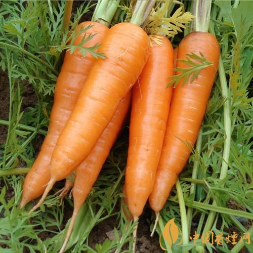 預(yù)防抽煙得肺癌，這些食物降低抽煙傷害